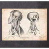 Codex Anatomicus Anatomical Print A5 Size (14.8 x 21 cm) Head Anatomy Print IV