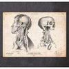 Codex Anatomicus Anatomical Print Head Anatomy Print IV