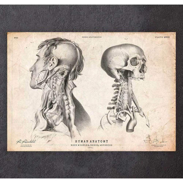 Codex Anatomicus Anatomical Print Head Anatomy Print IV