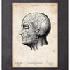 Codex Anatomicus Anatomical Print A5 Size (14.8 x 21 cm) Head Anatomy Print V