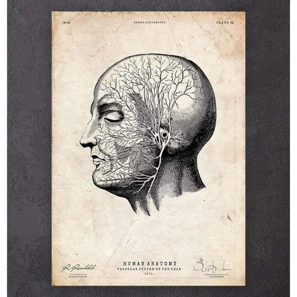 Codex Anatomicus Anatomical Print A5 Size (14.8 x 21 cm) Head Anatomy Print V