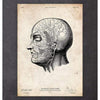 Codex Anatomicus Anatomical Print Head Anatomy Print V