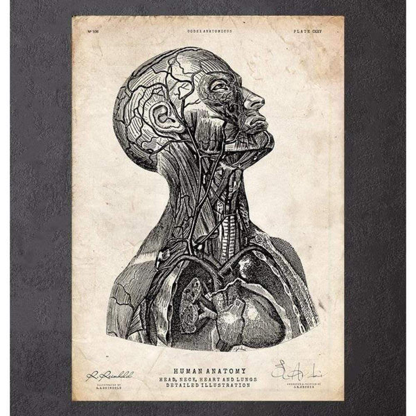 Codex Anatomicus Anatomical Print A5 Size (14.8 x 21 cm) Head Anatomy Print Vi