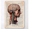 Codex Anatomicus Anatomical Print A5 Size (14.8 x 21 cm) Head And Brain Anatomy Old Dictionary Page