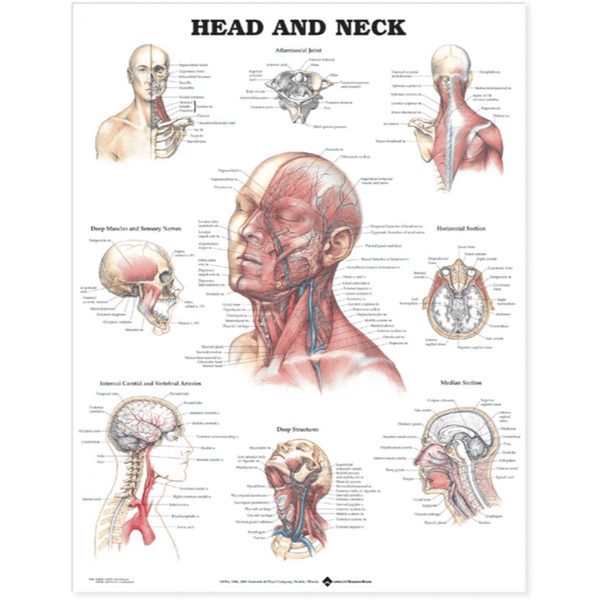 Anatomical Chart Company Anatomical Charts Head and Neck Anatomical Chart