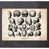 Codex Anatomicus Anatomical Print A5 Size (14.8 x 21 cm) Heads And Skulls Anatomy Print