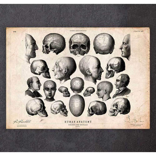 Codex Anatomicus Anatomical Print A5 Size (14.8 x 21 cm) Heads And Skulls Anatomy Print