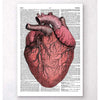 Codex Anatomicus Anatomical Print A5 Size (14.8 x 21 cm) Heart Anatomy II Dictionary Page
