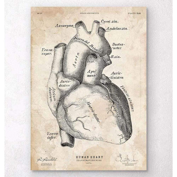 Codex Anatomicus Anatomical Print Heart Anatomy Poster II