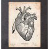Codex Anatomicus Anatomical Print A5 Size (14.8 x 21 cm) Heart Anatomy Print II