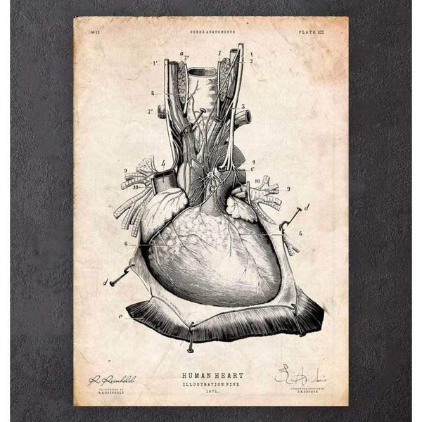 Codex Anatomicus Anatomical Print A5 Size (14.8 x 21 cm) Heart Anatomy Print III