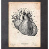 Codex Anatomicus Anatomical Print A5 Size (14.8 x 21 cm) Heart Anatomy Print IV