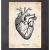 Codex Anatomicus Anatomical Print A5 Size (14.8 x 21 cm) Heart Anatomy Print V