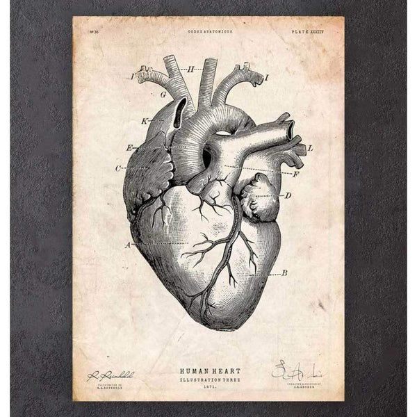 Codex Anatomicus Anatomical Print A5 Size (14.8 x 21 cm) Heart Anatomy Print V