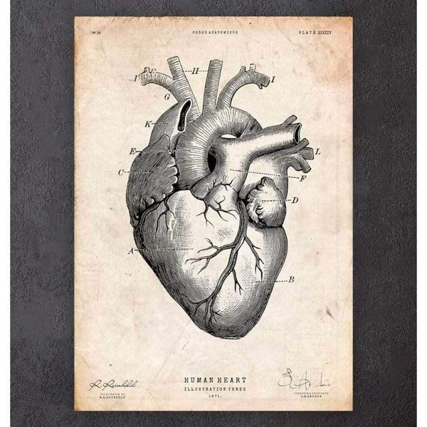 Codex Anatomicus Anatomical Print Heart Anatomy Print V