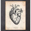 Codex Anatomicus Anatomical Print Heart Anatomy Print V