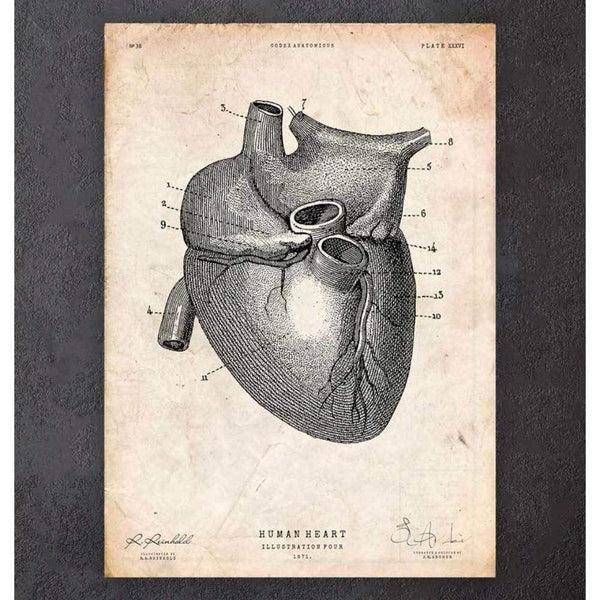 Codex Anatomicus Anatomical Print A5 Size (14.8 x 21 cm) Heart Anatomy Print Vi
