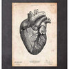 Codex Anatomicus Anatomical Print A5 Size (14.8 x 21 cm) Heart Anatomy Print VII