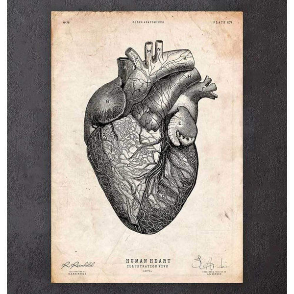 Codex Anatomicus Anatomical Print Heart Anatomy Print VII