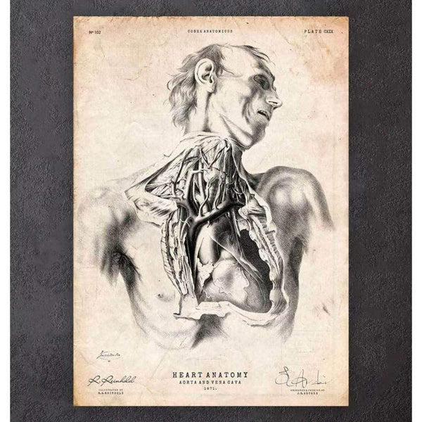 Codex Anatomicus Anatomical Print A5 Size (14.8 x 21 cm) Heart Anatomy Print VIII