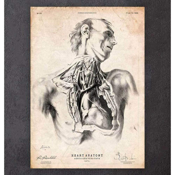 Codex Anatomicus Anatomical Print Heart Anatomy Print VIII