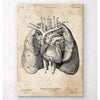 Codex Anatomicus Anatomical Print A5 Size (14.8 x 21 cm) Heart And Lungs Anatomy Art I
