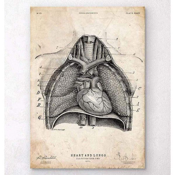 Codex Anatomicus Anatomical Print A5 Size (14.8 x 21 cm) Heart And Lungs Anatomy Art II