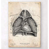 Codex Anatomicus Anatomical Print Heart And Lungs Anatomy Art II
