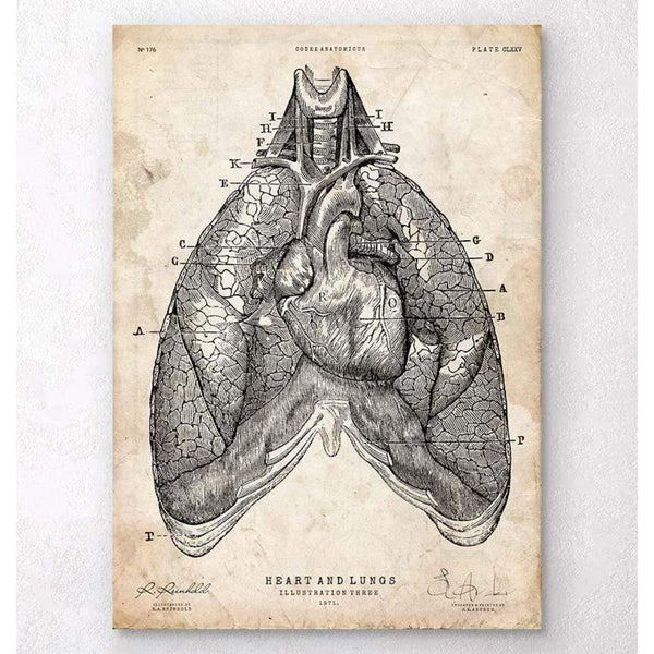 Codex Anatomicus Anatomical Print A5 Size (14.8 x 21 cm) Heart And Lungs Anatomy Art III