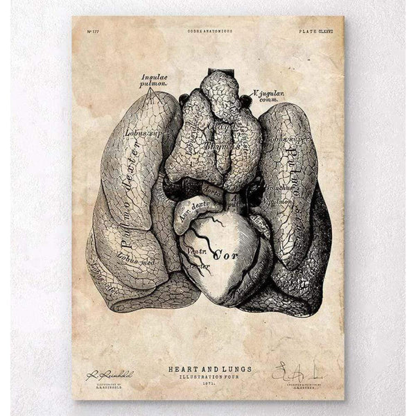 Codex Anatomicus Anatomical Print A5 Size (14.8 x 21 cm) Heart And Lungs Anatomy Art IV