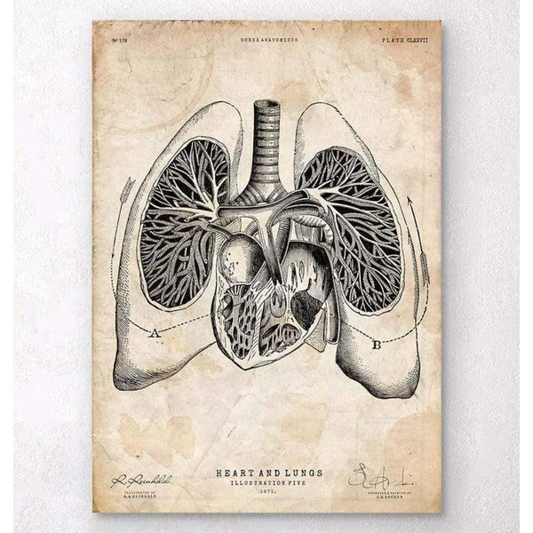 Codex Anatomicus Anatomical Print A5 Size (14.8 x 21 cm) Heart And Lungs Anatomy Art V
