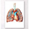 Codex Anatomicus Anatomical Print A5 Size (14.8 x 21 cm) Heart And Lungs Anatomy II