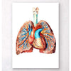 Codex Anatomicus Anatomical Print Heart And Lungs Anatomy II