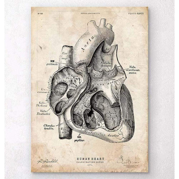 Codex Anatomicus Anatomical Print A5 Size (14.8 x 21 cm) Heart Section Art Print I