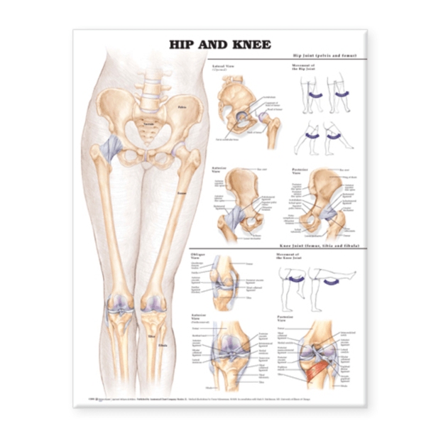 Anatomical Chart Company Anatomical Charts Hip and Knee Anatomical Chart