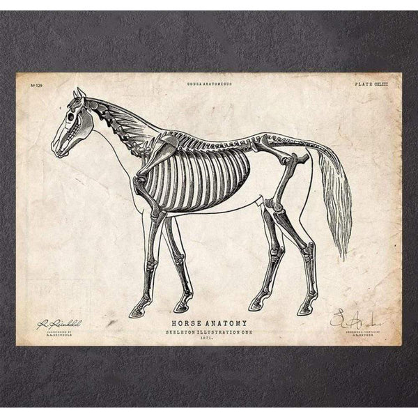 Codex Anatomicus Anatomical Print A5 Size (14.8 x 21 cm) Horse Anatomy I