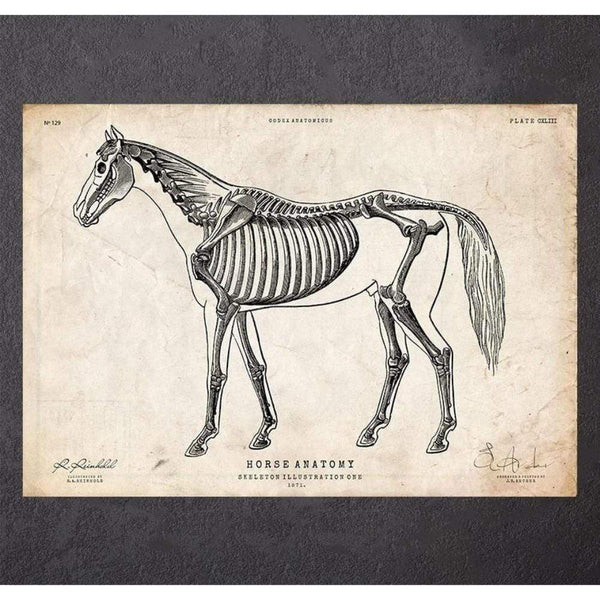 Codex Anatomicus Anatomical Print Horse Anatomy I