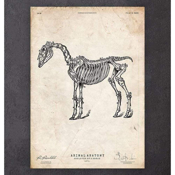 Codex Anatomicus Anatomical Print Horse Skeleton Print