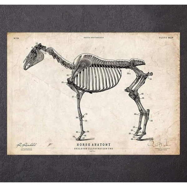 Codex Anatomicus Anatomical Print A5 Size (14.8 x 21 cm) Horse Skeleton Print II