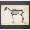 Codex Anatomicus Anatomical Print Horse Skeleton Print II
