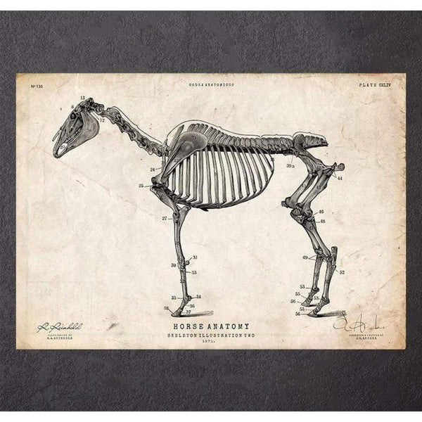 Codex Anatomicus Anatomical Print Horse Skeleton Print II