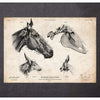 Codex Anatomicus Anatomical Print Horse Skull Print