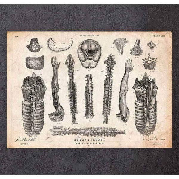 Codex Anatomicus Anatomical Print A5 Size (14.8 x 21 cm) Human Anatomy Print Various Illustrations