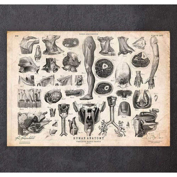 Codex Anatomicus Anatomical Print Human Anatomy Print Various Illustrations II