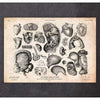 Codex Anatomicus Anatomical Print A5 Size (14.8 x 21 cm) Human Anatomy Print Various Illustrations IV
