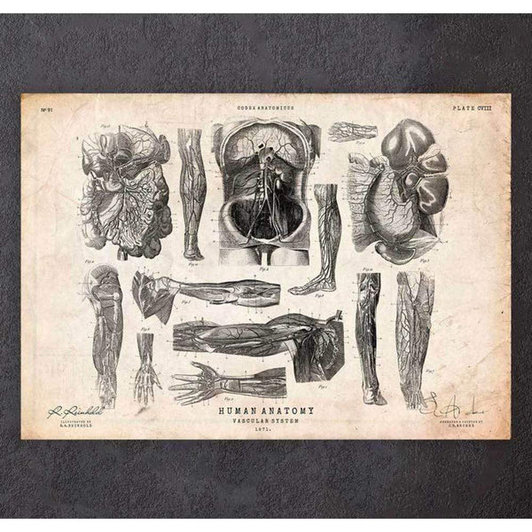 Codex Anatomicus Anatomical Print A5 Size (14.8 x 21 cm) Human Anatomy Print Various Illustrations V