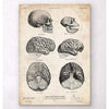 Codex Anatomicus Anatomical Print Human And Chimpanzee Brain Anatomy
