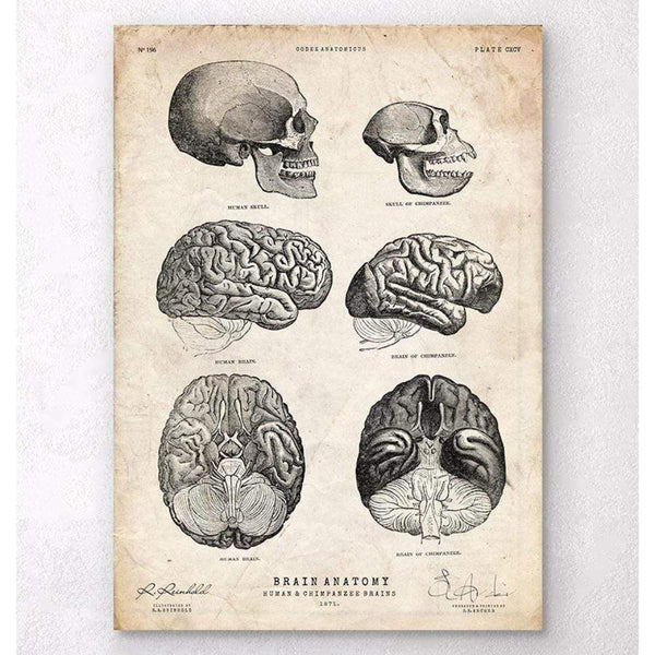 Codex Anatomicus Anatomical Print Human And Chimpanzee Brain Anatomy