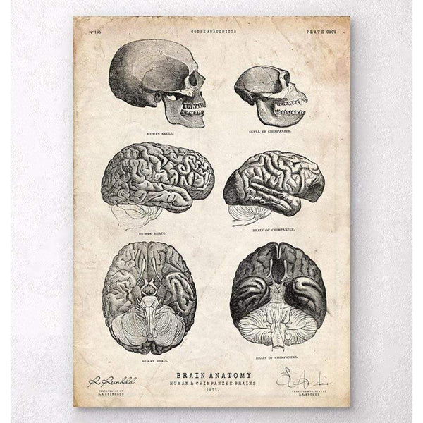 Codex Anatomicus Anatomical Print A5 Size (14.8 x 21 cm) Human And Chimpanzee Brain Anatomy