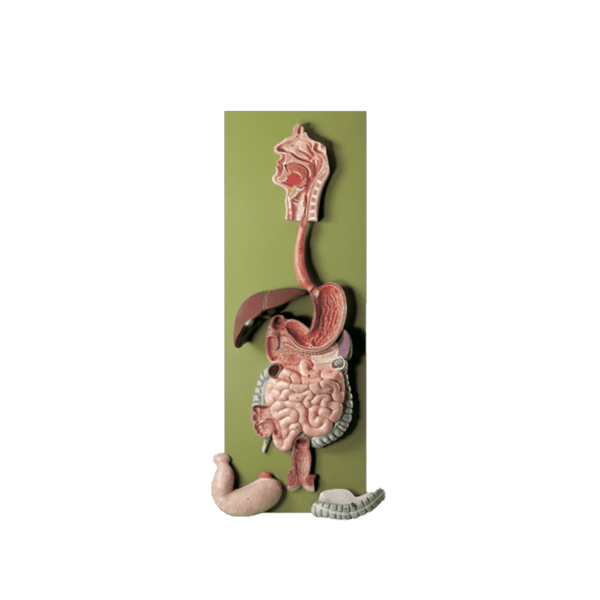 Somso Modelle GmbH Model Human Digestive Tract Model